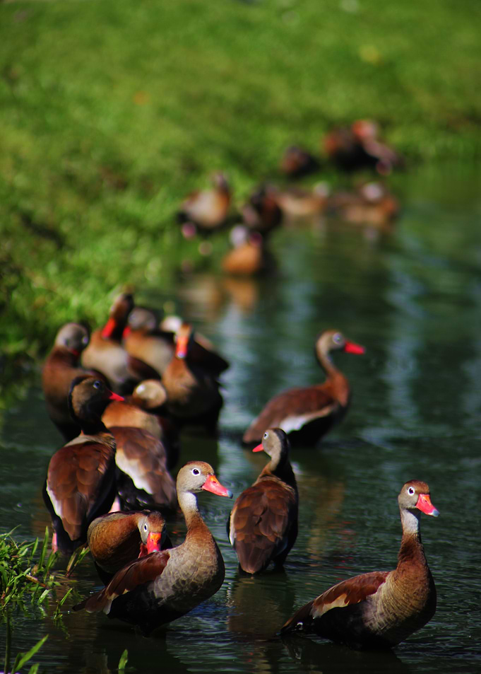 Ducks Family