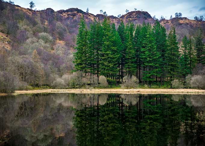 Pine Trees