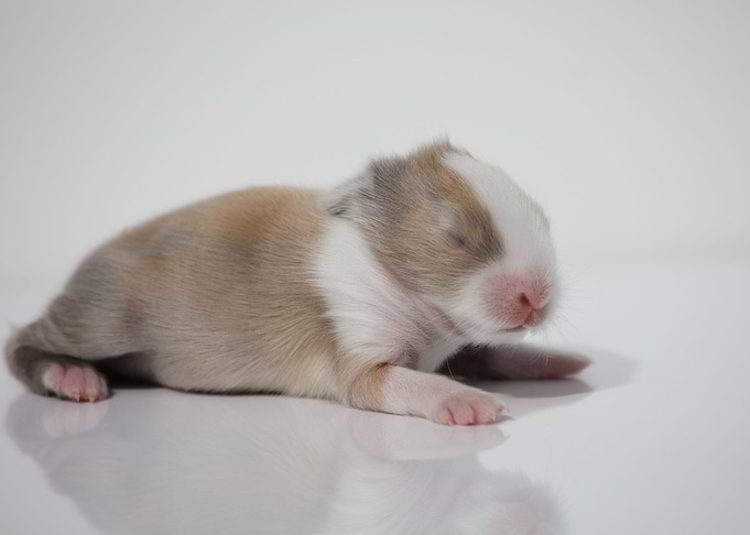 Baby Bunny