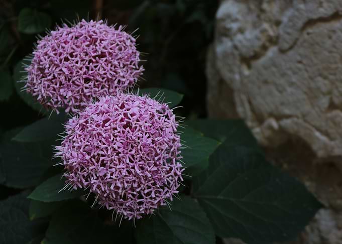 Pink Flowers