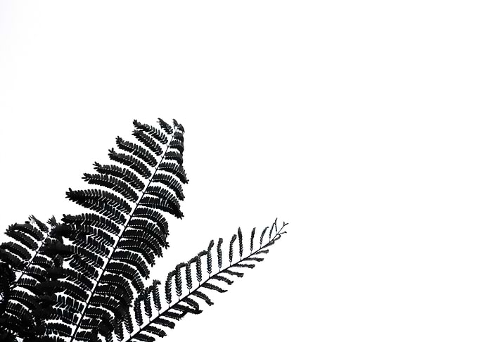 Palmleafs BW