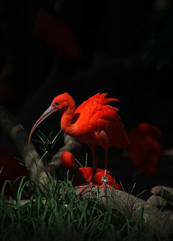 Red Bird