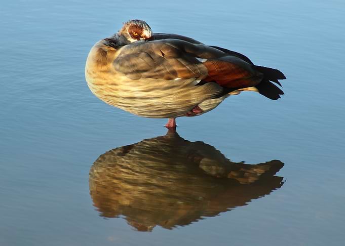 Mallard