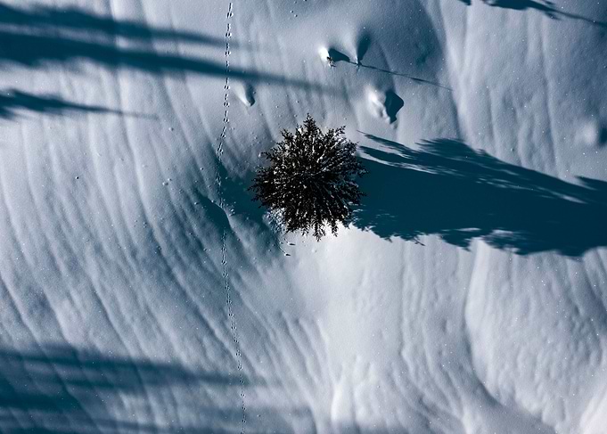 tree in the snow