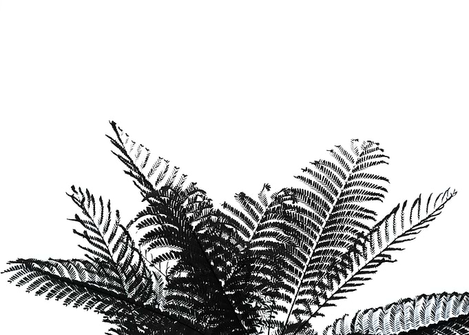 Palmleafs BW