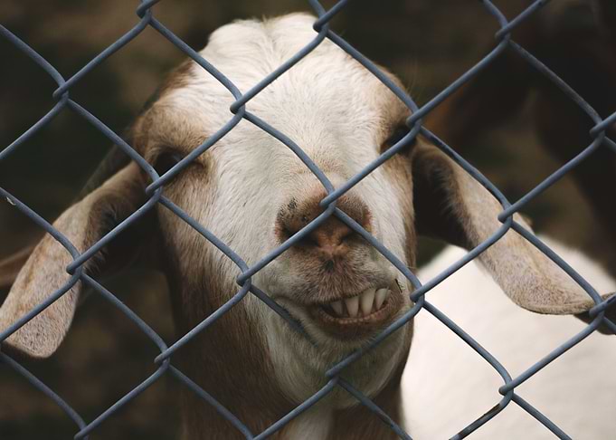 Goofy Goat