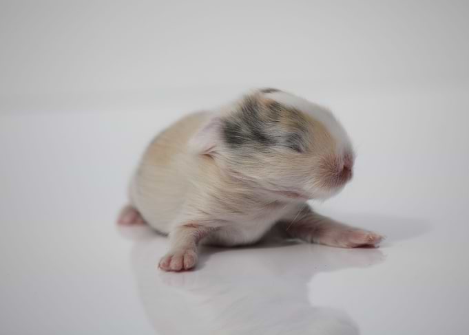 Baby Bunny