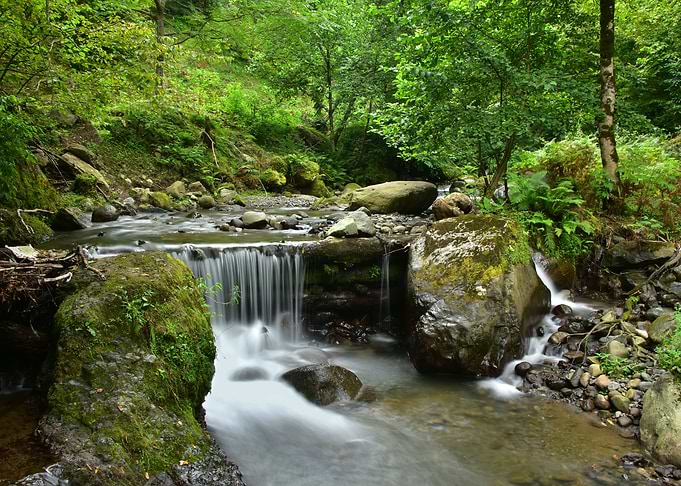 Forest River