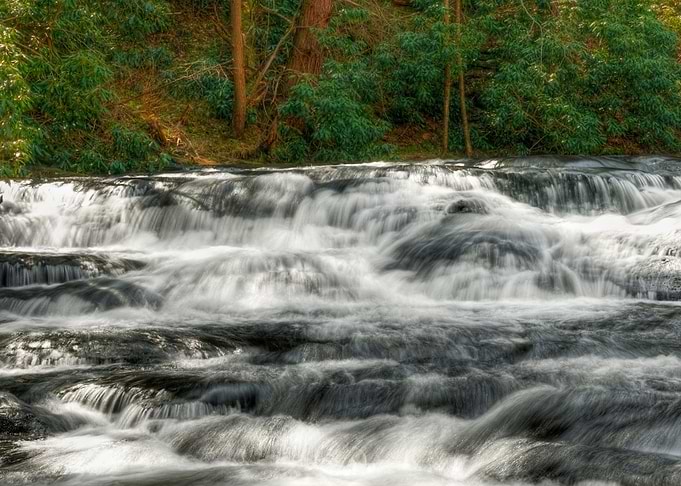 Forest River