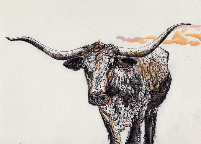 Sunset Cow