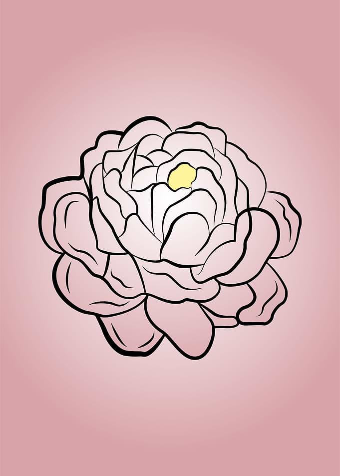 Pink Peony