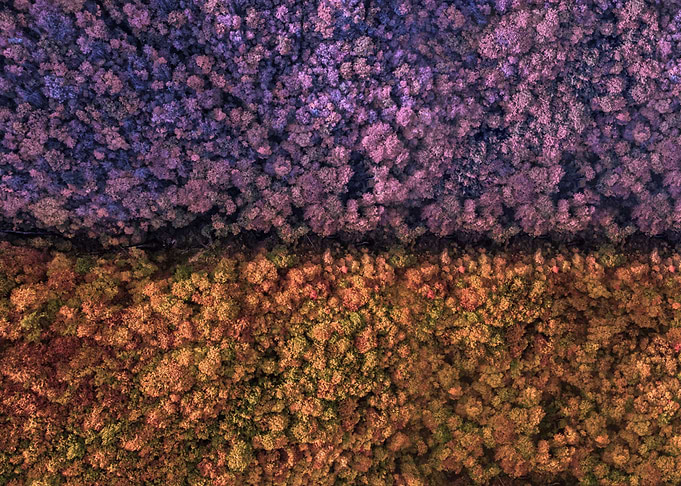 Blue and orange forest