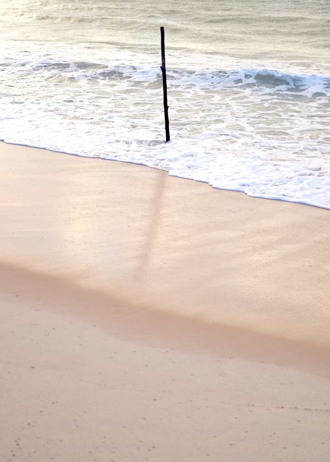 Lone Beach Tree