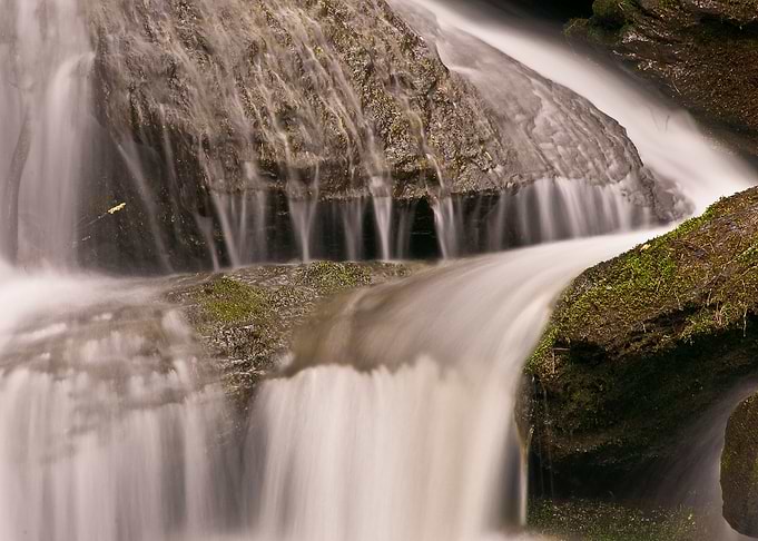 Forest River