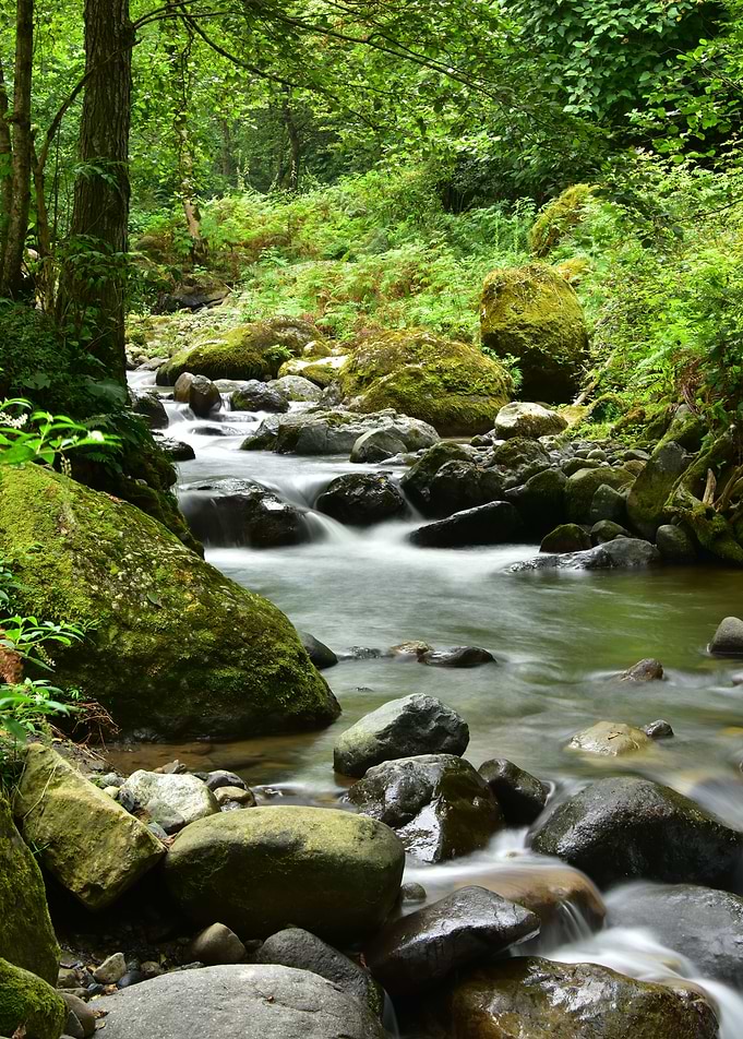 Forest River