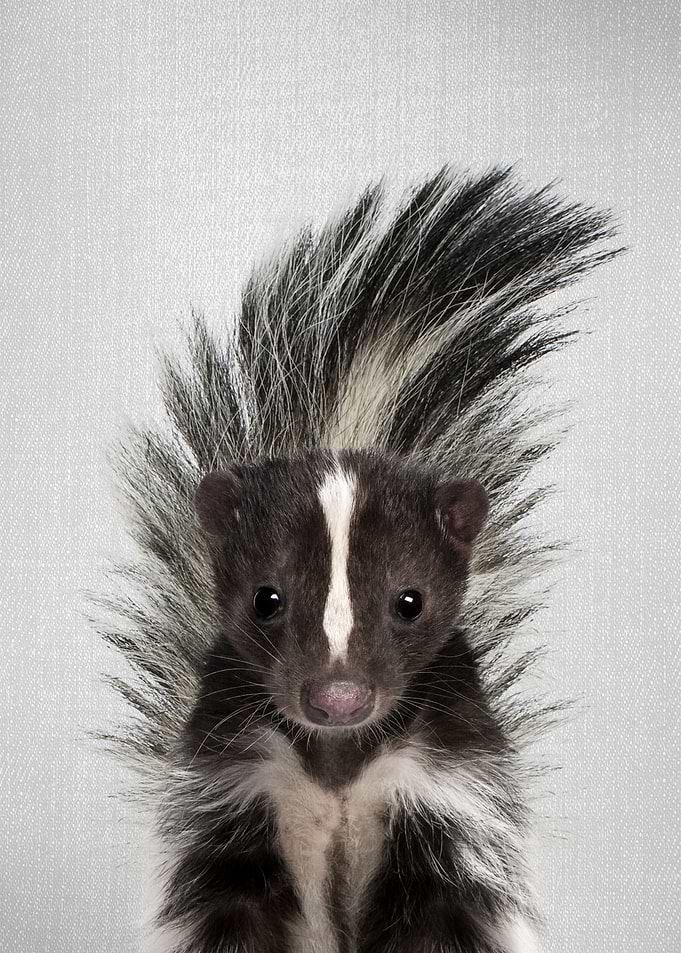 Skunk Colorful