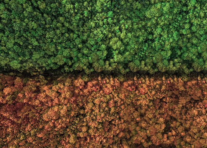 Green and orange trees