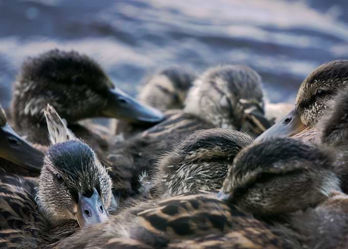 Ducks