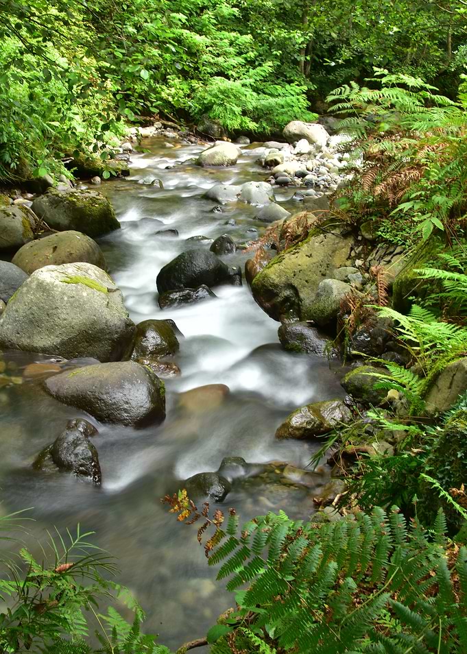 Forest River