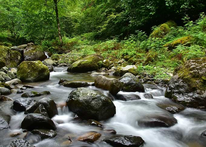 Forest River