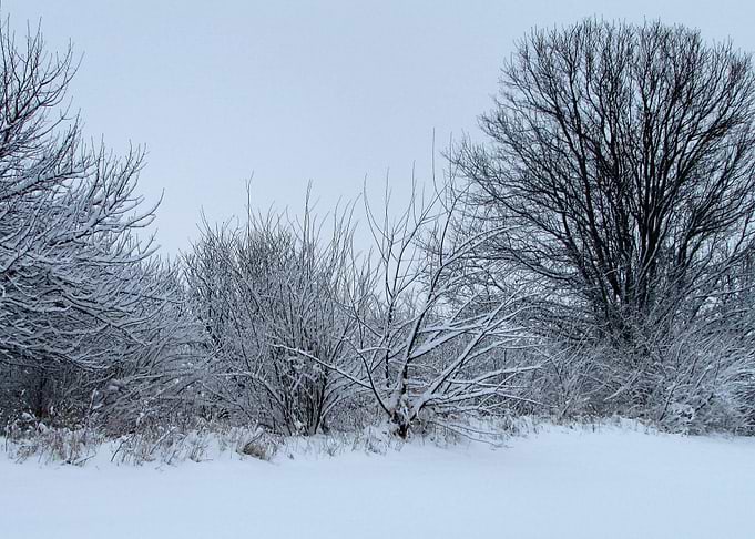 Trees