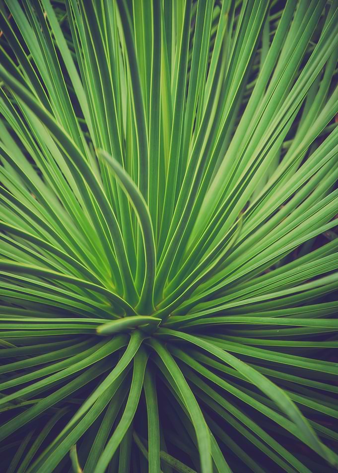 jungle green