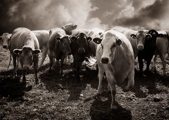 Cowfest