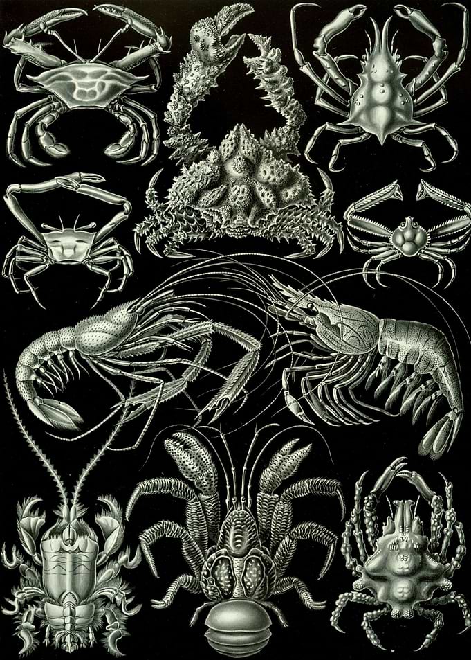 Decapods Decapoda