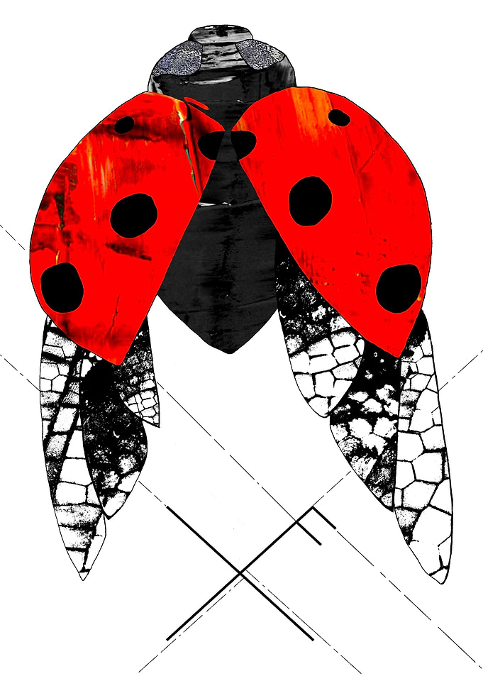 Ladybug