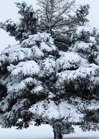 Pine Tree