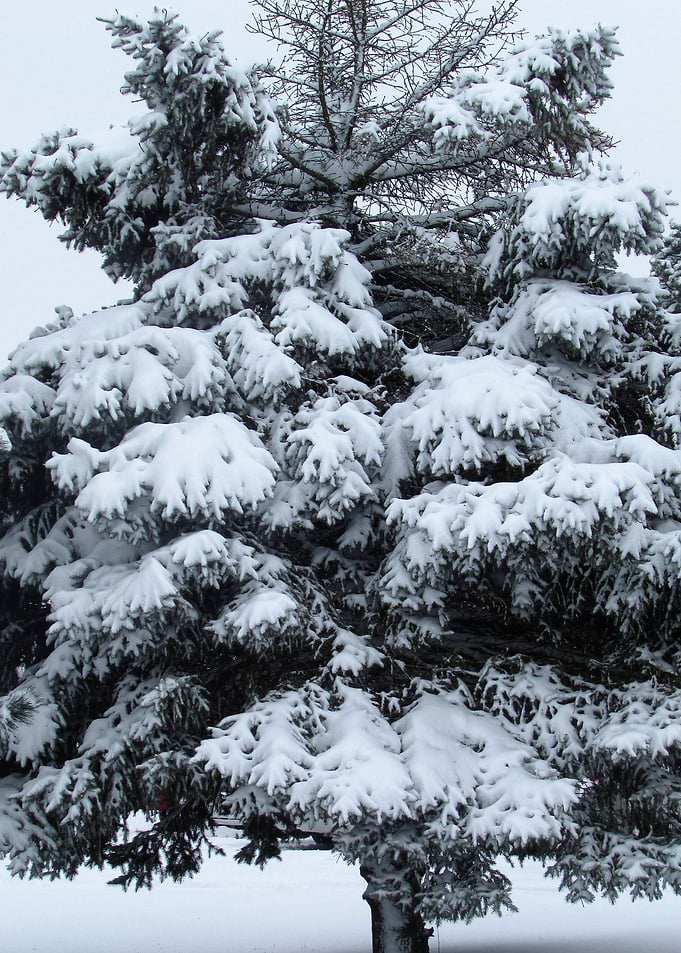 Pine Tree