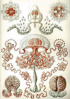 Anthomedusa Anthomedusae