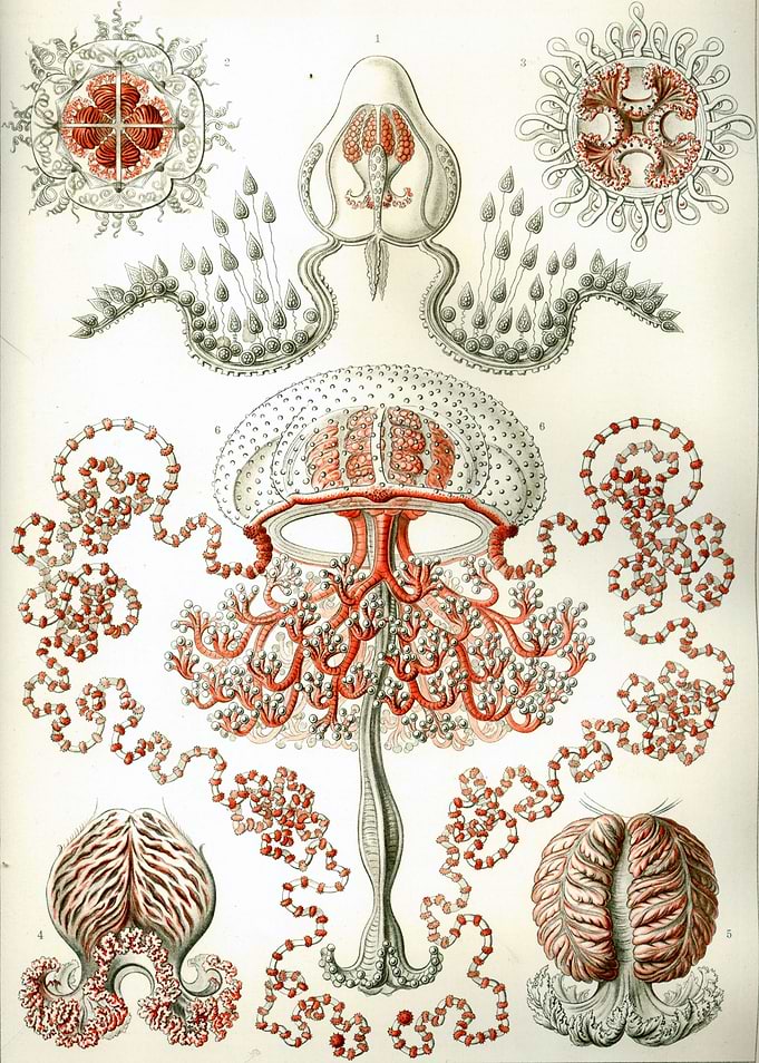 Anthomedusa Anthomedusae