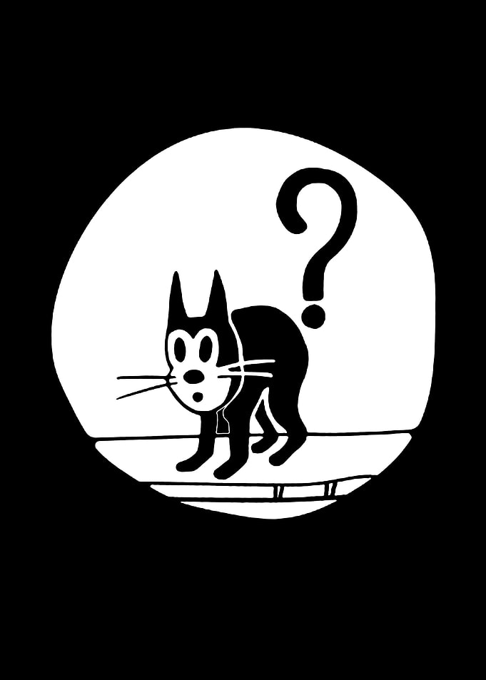 Cat Confused