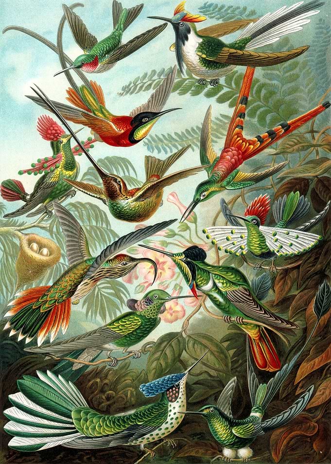 Hummingbird Trochilidae