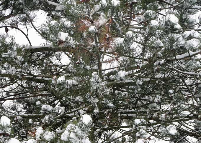Pine Tree