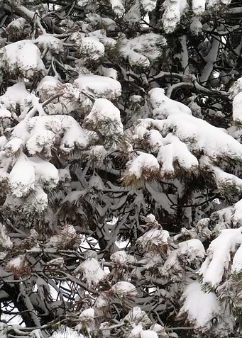 Pine Tree
