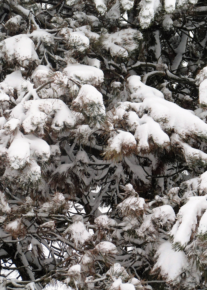 Pine Tree