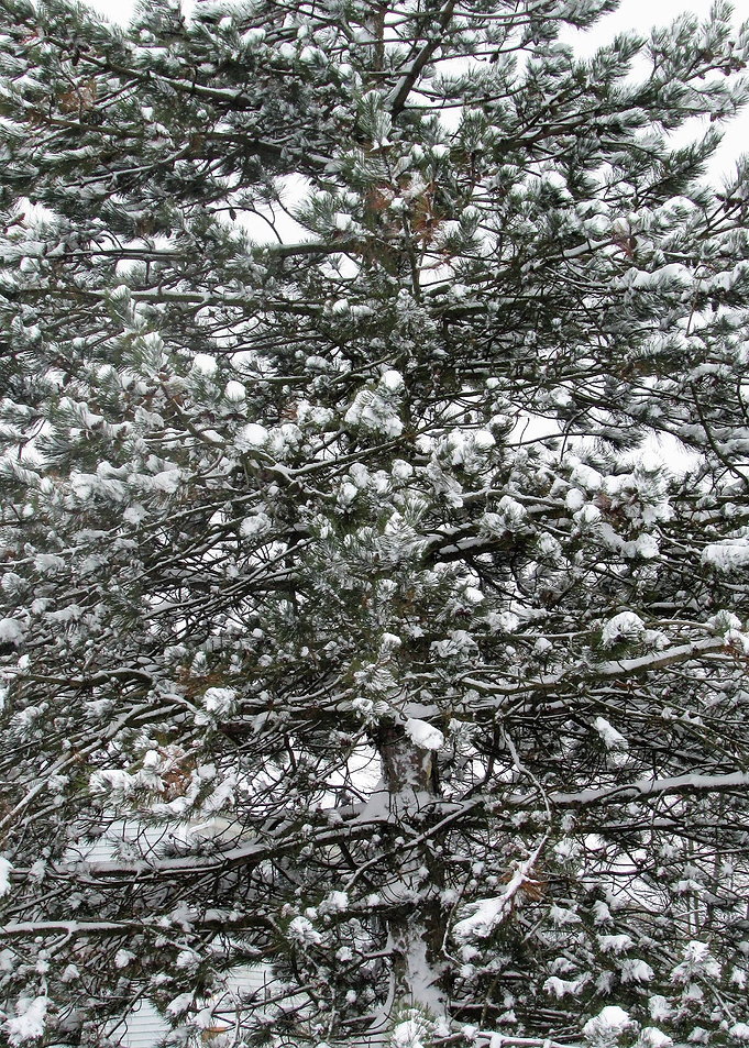 Pine Tree