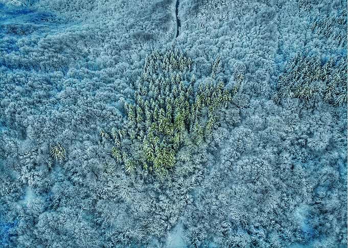 Snow forest