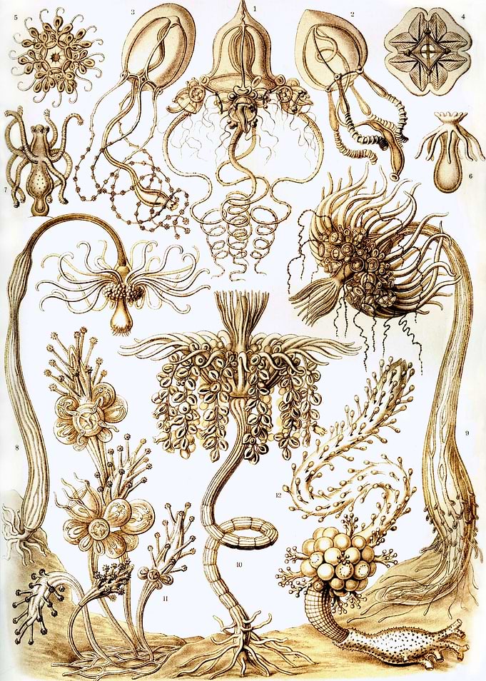 Tubularia Tubulariae