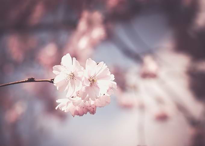 Peach Blossom