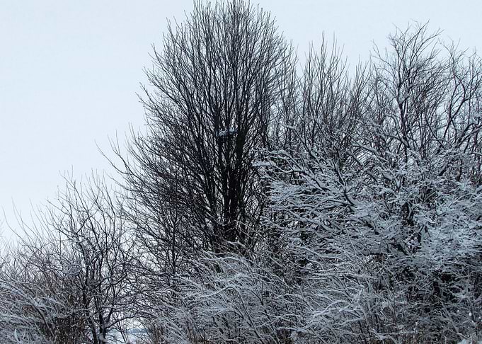 Trees