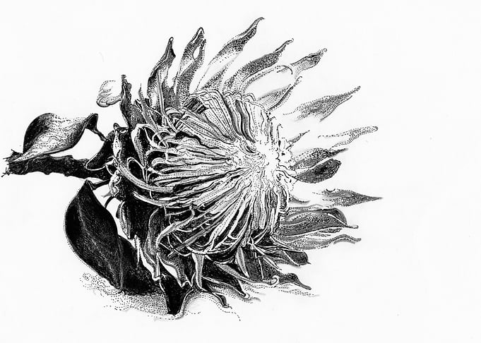 The Protea
