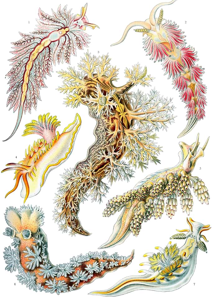 Nudibranch Nudibranchia
