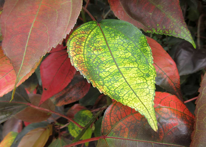 Nature Palette