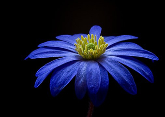 Anemone
