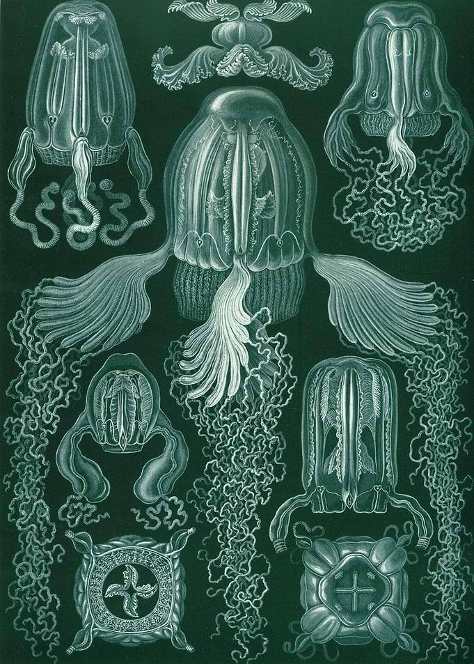 Sealife prolly