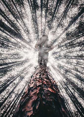 Forest fade walk