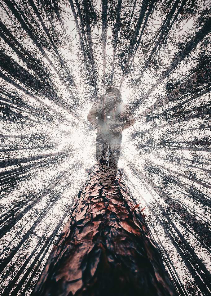 Forest fade walk